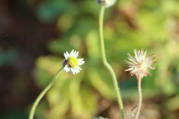 grass flower close up, nature grass