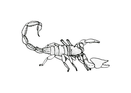 scorpion vector outline