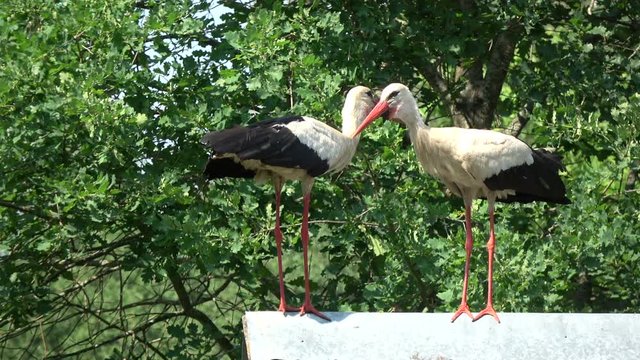 Pair white storks Ciconia  chattering clattering on  barn old roof