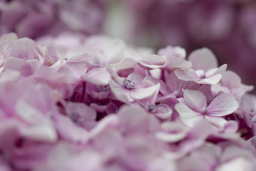 Obraz premium Fleurs d'hortensia