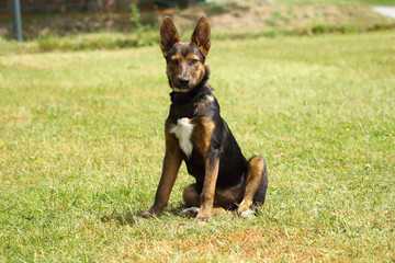 un chien au regard attentif ,espiègle et oreilles droite assis dans l'herbe verte