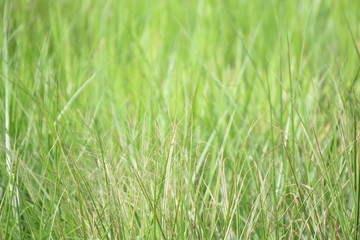 Blurred green grass for background design