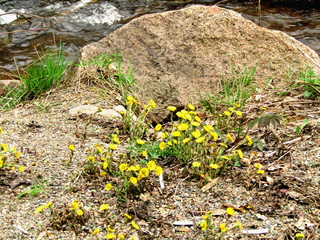 yellow flowers coltsfoot grow coarsely to the ground 