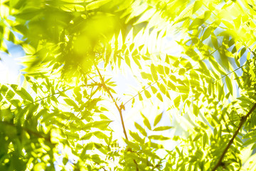 abstract backgrounds of tropical plants in bright sun rays