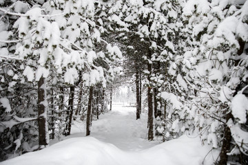 Snow covered trail