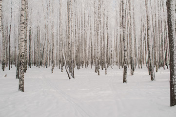 Birch trees park