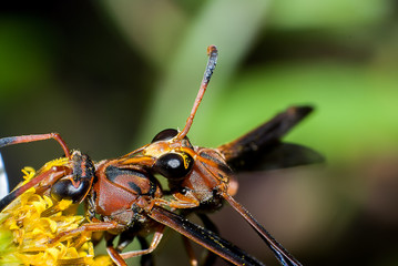 Macro of an unidentified Species of Wasp Mating