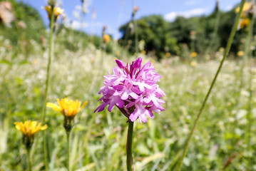 Close-up of pyramidal wild Orchid on Chorleywood Common, Hertfordshire