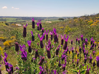 Blossoming wild lavender in the countryside from Portugal