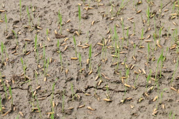 Seedlings of Rice Berry, rice seed on wet soil ground, Seed of Paddy farm farmer
