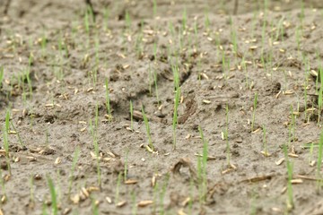 Seedlings of Rice Berry, rice seed on wet soil ground, Seed of Paddy farm farmer
