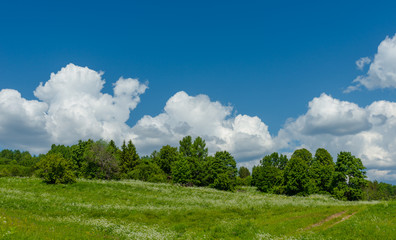 Green field on a sunny day, blue sky with clouds