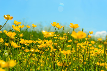 Yellow wildflowers in meadow, close-up. Natural background.