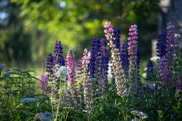 The meadow flowers have been awaiting the summer solstice festival.