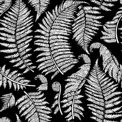 Graphic fern leaves