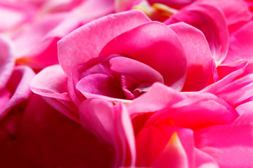 Background of rose petals