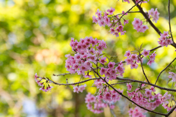 Spring flower blossoms