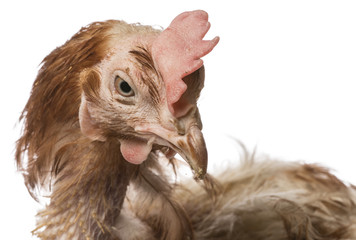 layers - hen from intensive  indoor farming - animal protection concept