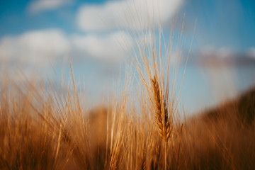 Obraz premium Wheat ear on a field and blue sky with white clouds and trees in background