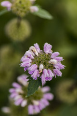 Jerusalem sage flowers