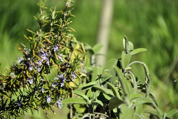 intricated tree branches detail