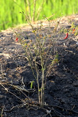 Dried Chili peppers on tree Chilli plantation