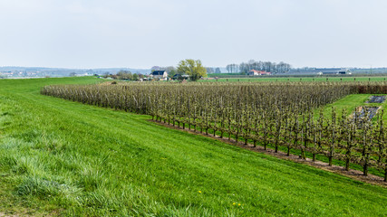 Fototapeta na wymiar Dutch river landscape near Wageningen in Gelderland
