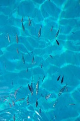 Obraz premium fish and sea