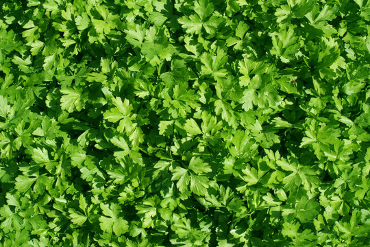 Fresh green leaves of a parsley, background