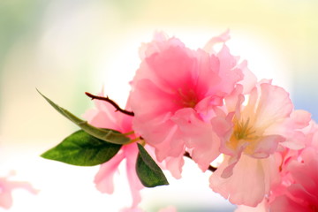 Plastic Pink flowers background, Blurred soft Pink flower Plastic for background, Picture Valentine sweet color or Sakura pink flower japan background