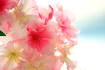 Plastic Pink flowers background, Blurred soft Pink flower Plastic for background, Picture Valentine sweet color or Sakura pink flower japan background