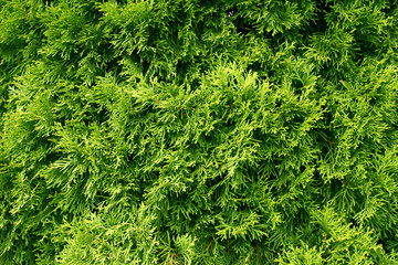 Thuja occidentalis background
