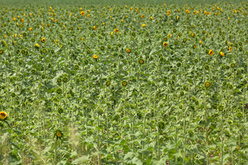 A new crop, a field of young sunflowers