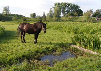 Summer landscape with a horse