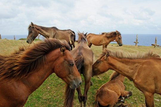 Herd of horses at meadow