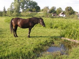 Summer landscape with a horse
