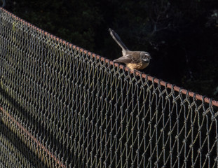 bird