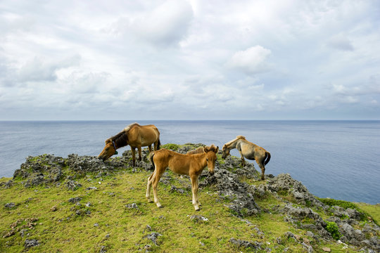 Horse grazing on meadow at coast