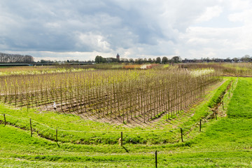 Fototapeta na wymiar Landscape with fruit production aeres the Betuwe in the Netherlands