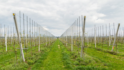 Landscape with modern fruit production aere the Betuwe in the Netherlands