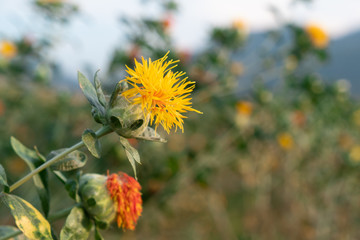 beautiful yellow safflowe in nature background, Carthamus tinctorius