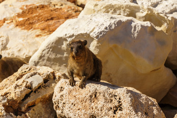Rock hyrax in rocky terrain in the wild.