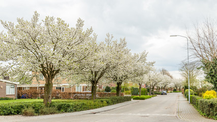 Fototapeta na wymiar Blooming trees in the streets during spring in Eck en Wiel, Gelderland, Netherlands