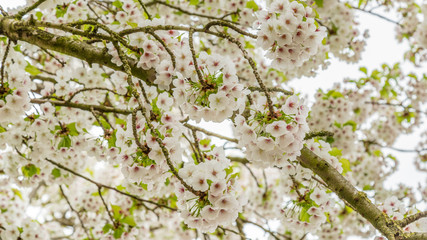Close-up of blooming cherry trees along the streets in the Netherlands