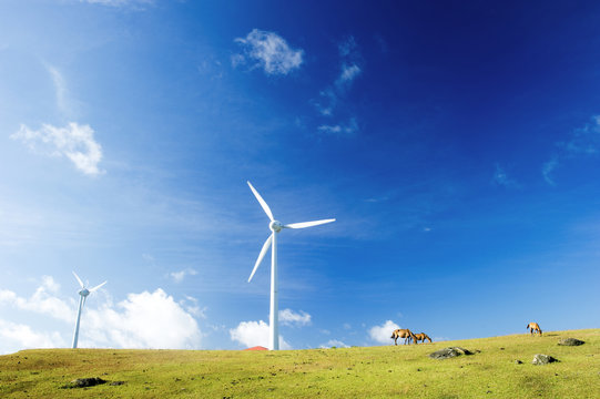 与那国島の与那国馬