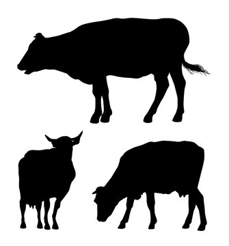 Vector set of black silhouettes of cow isolated on white background