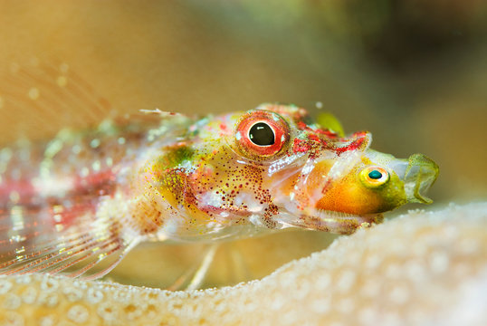 捕食する魚