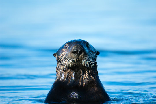 Portrait Of Sea Otter 