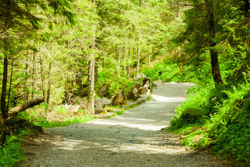 A green forest and a road between trees