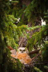 Young baby owls in a spruce tree